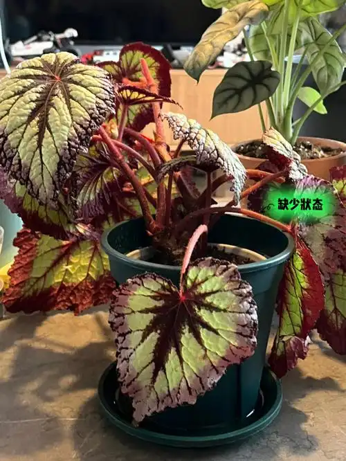 我的焰火秋海棠