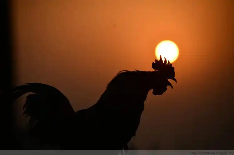 金鸡报晓迎春天