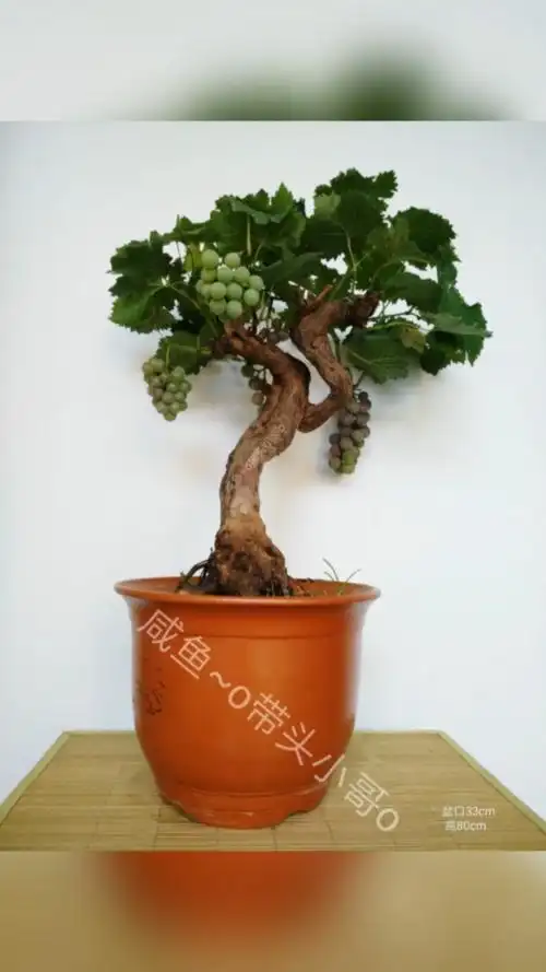 葡萄盆景#葡萄盆景葡萄老桩盆景盆景素材盆景葡萄盆栽葡萄