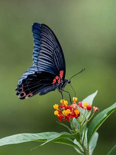 蓝凤蝶 by ononbear - dcfever.com