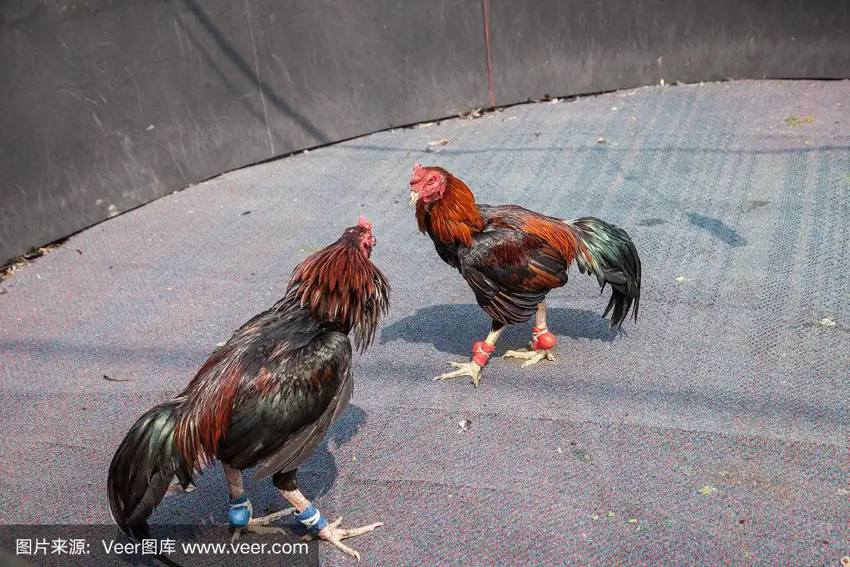 两只公鸡在打架