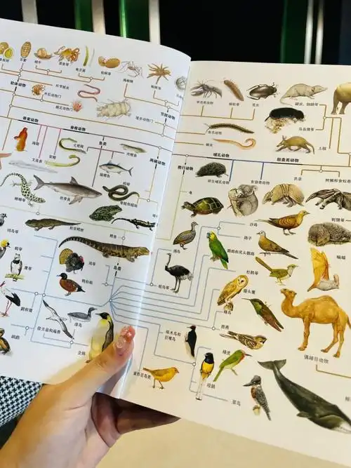 身体系统身体结构动物的分类什么是动物?