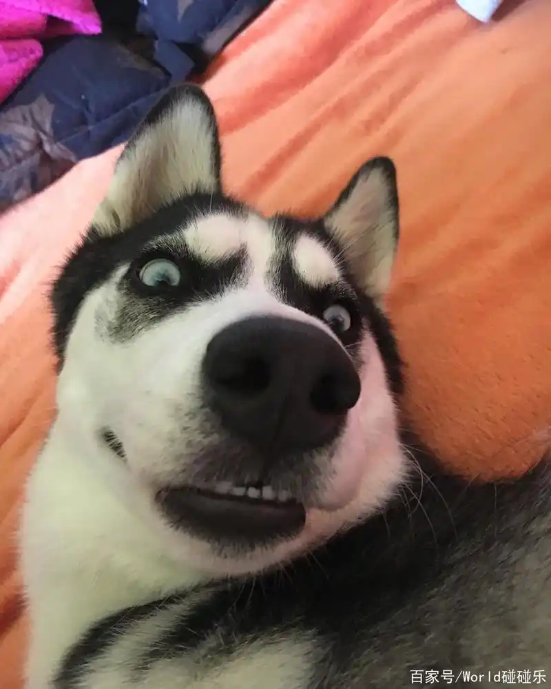 二哈的表情包.惹人爱的哈士奇,表情不要太逼真