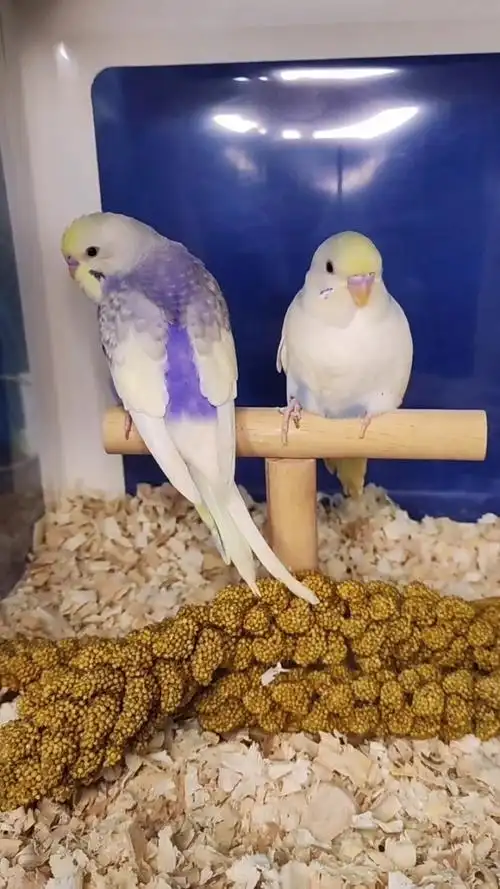 金彩 彩虹鹦鹉96