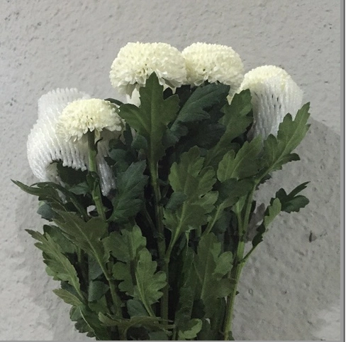 产品中心 菊花类 乒乓菊(白) 价格:-- 库存:41 扎 颜色:白色 长度:65