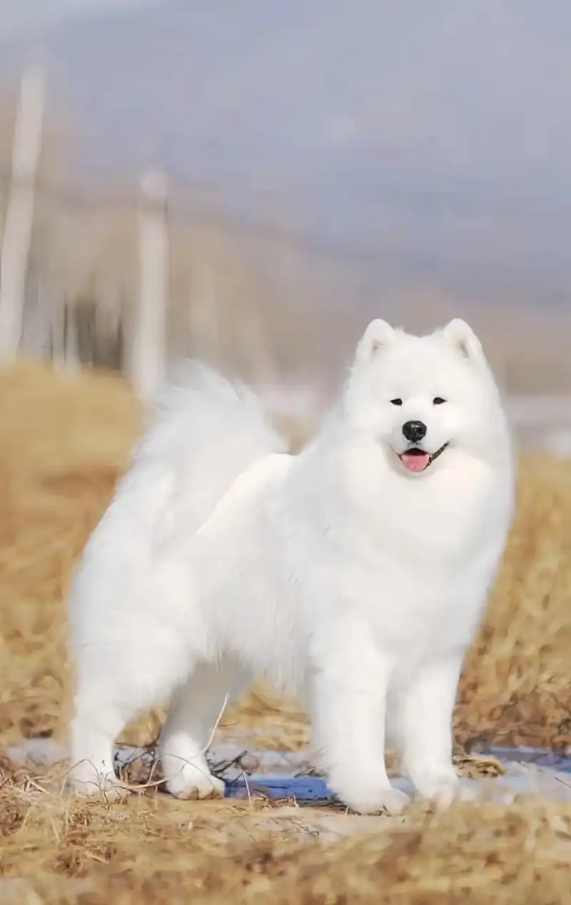 图文来了 快艾特最可爱的人来看治愈天使萨摩耶吧#可爱到爆炸 - 抖音