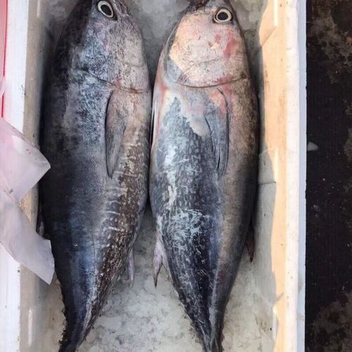 品京鲜 新鲜整条6~40斤金枪鱼南方大目刺身寿司食材 6-7斤