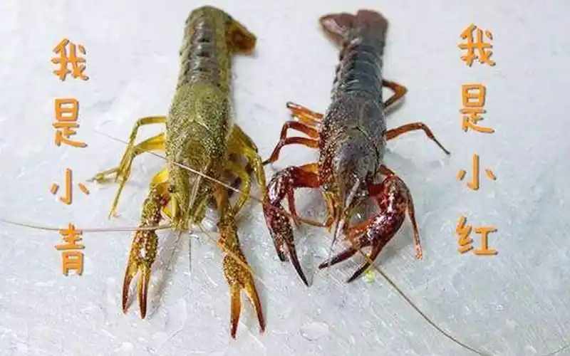 豪横原来小龙虾竟有两个品种青虾红虾大比拼你说哪个更好吃