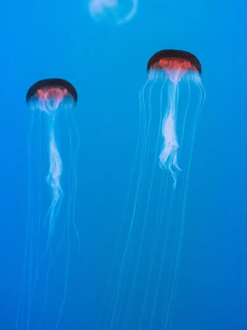 天草水母  01 学名:sanderia malayensis  01 别名:马来沙水母