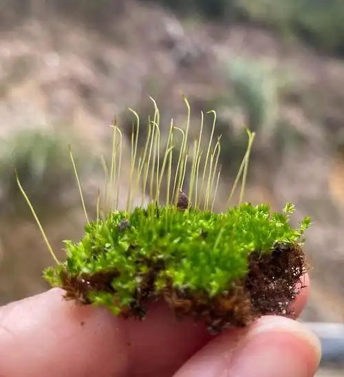葫芦藓,苔藓植物门,孢子繁殖.