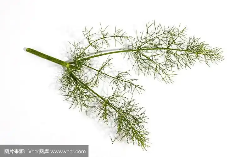 茴香植物的三根绿色茎和叶