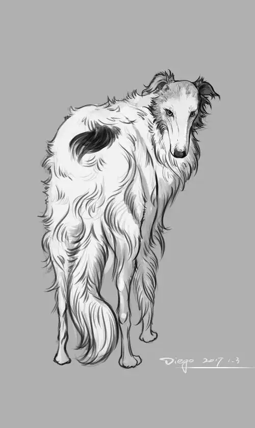 苏俄猎狼犬速写