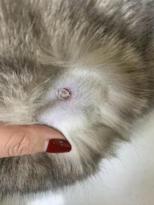 求大神指点!猫咪绝育完回家发现后脖子有圆形结痂!