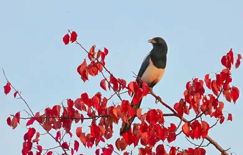 主题: 喜鹊登梅