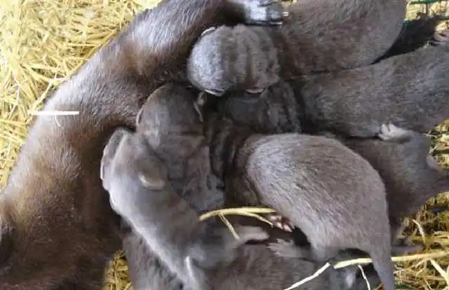 水貂吃什么食物?