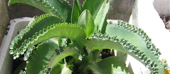 落地生根的花语是什么?