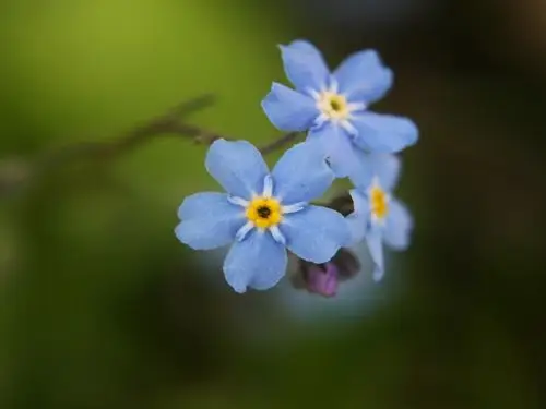 勿忘我,勿忘草,星辰花,蓝色小花,小花,花卉绿植,花草集勿忘我壁纸图片
