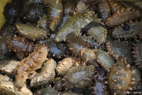 市场上近来发现了人造海参,那如何区分人造海参和真海参呢?