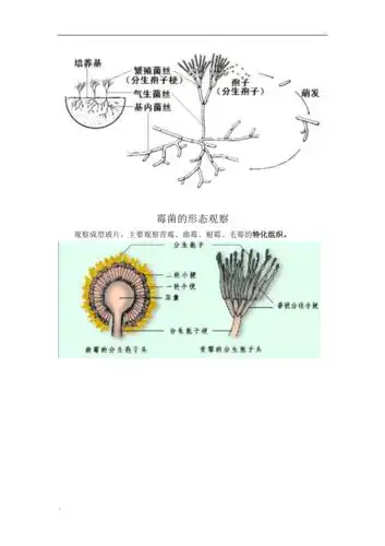 实验二真菌的形态观察