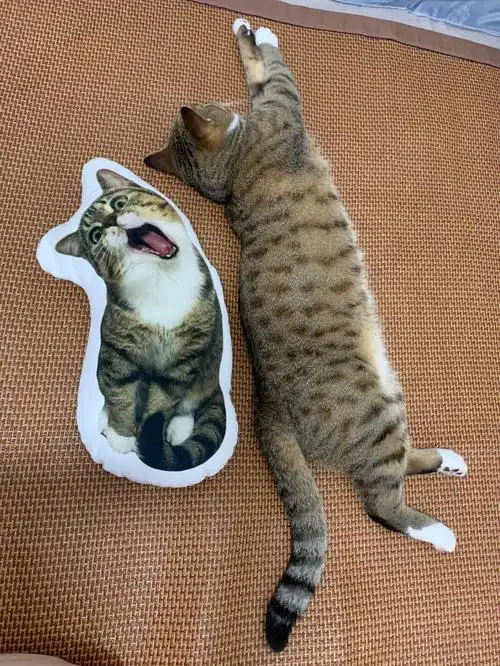 狸花猫  #我的狸花猫  #海参  #海参猫