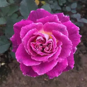 带花苞发货凯瑟琳阳台绿植花卉盆栽玫瑰月季花苗多季开玫瑰植物