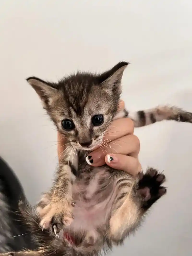 暹罗串串!小可爱们找个认真负责有爱心的主人～免费～#萌宠 # - 抖音