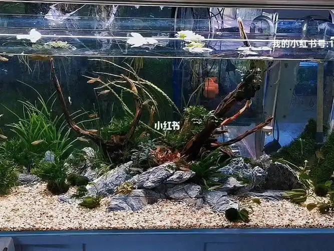 玻璃世界之鱼缸造景