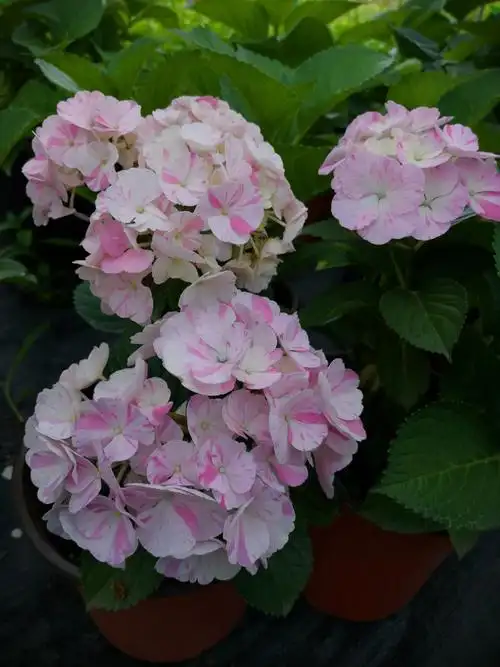 钱潮花语绣球花苗条纹稳定新品舞姬室内外盆栽时令草本花卉