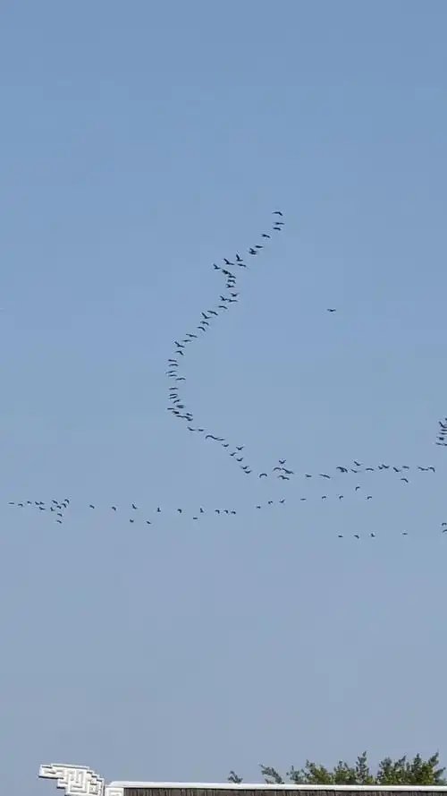 一群大雁往南飞!震撼!