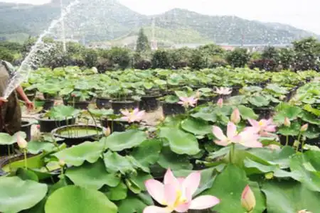 荷花的日常栽培管理大全