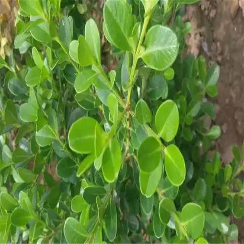 青岛小叶黄杨苗豆瓣黄杨种植基地常绿灌木植物