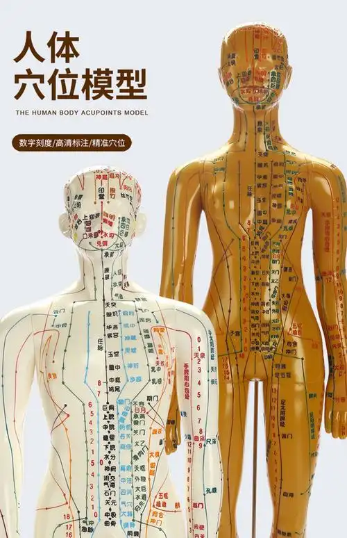 中医针灸穴位人体模型人偶医学全身十二经络图扎针练习小皮人模特董氏