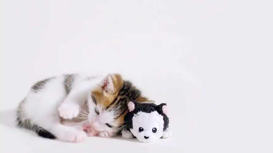 可爱甜人的小猫电脑桌面壁纸