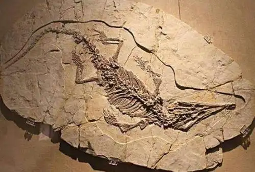 贵州发现龙化石,外形酷似中国龙,12生肖为何唯独龙没有实物?