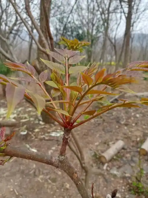 经常刷到小红书姐妹问臭椿头是不是香椿头的.香椿头长这样.