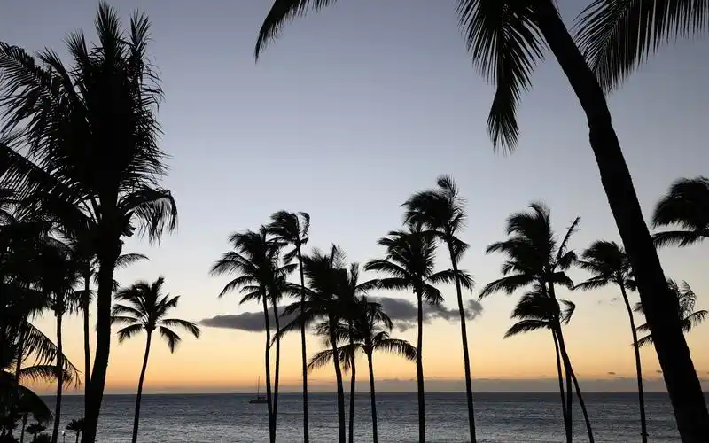 空镜头视频素材 海滩海边椰子树日落夕阳 素材分享