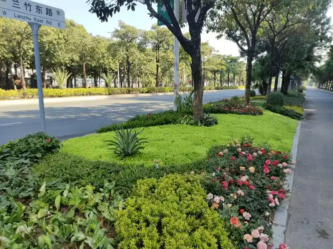 坪山更美了~_绿化_管道路_路口