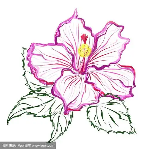 木槿花,手绘矢量素描.