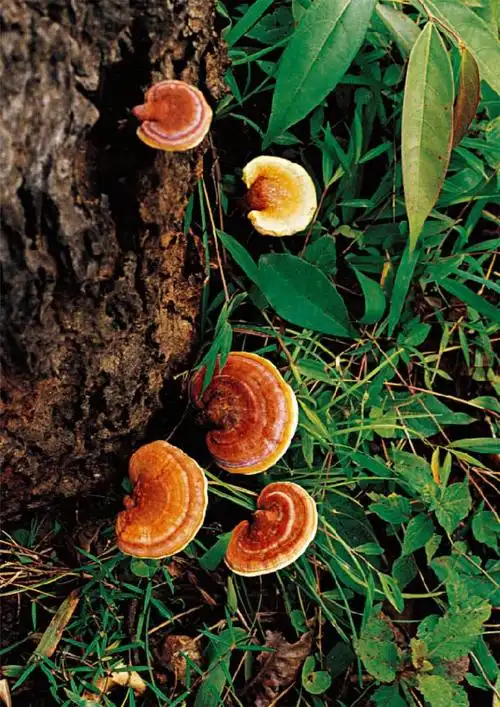 走出神话的灵芝