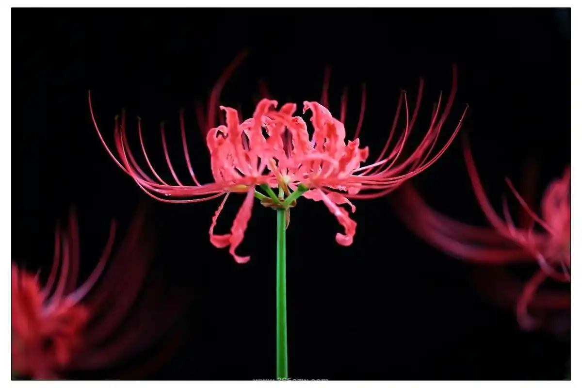 彼岸花的花的寓意代表什么意思?