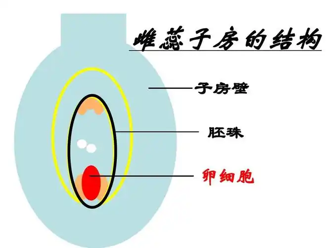 雌蕊子房的结构 子房壁 胚珠 卵细胞