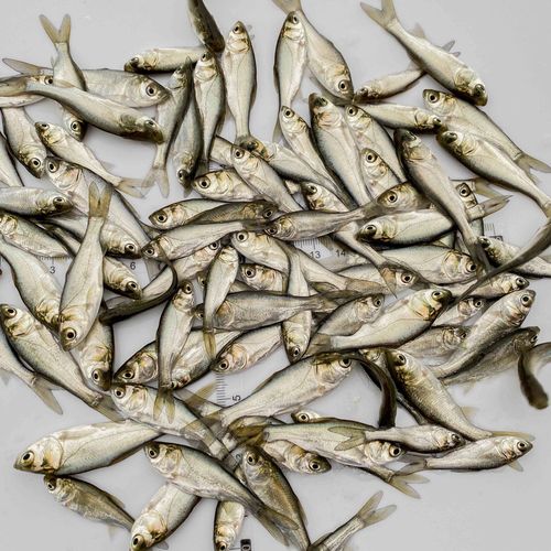 白鲢鱼苗鲢鳙水鲢跳鲢鲢子花鲢鱼苗淡水鱼苗活体草鱼鲤