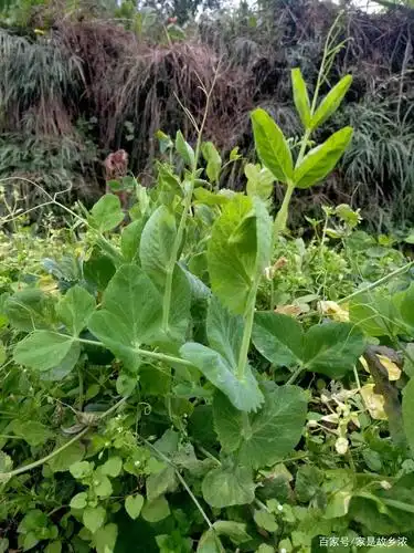 豌豆尖,吃火锅绝不能少的配菜,你可知道它最正宗的吃法