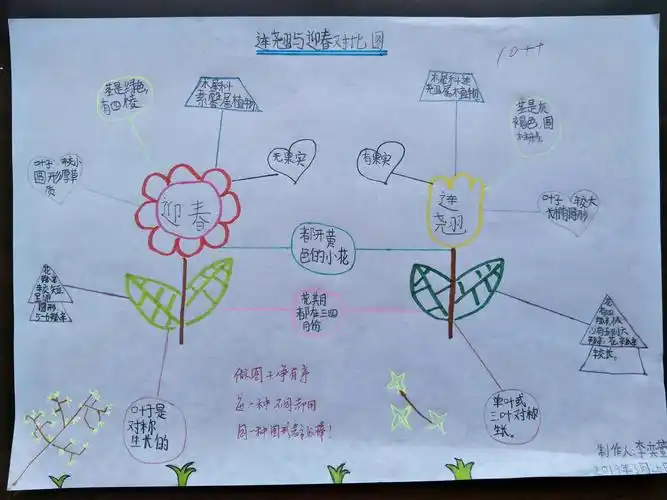 迎春花与连翘的区别