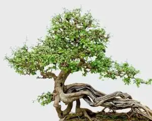 博兰博兰词条信息词条浏览:17067次最近更新:20.08.