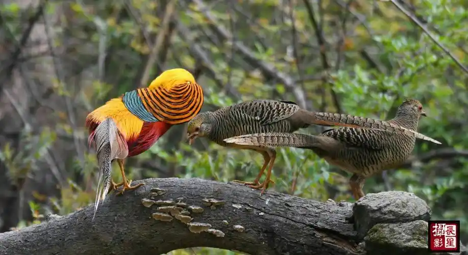 漂亮的红腹锦鸡韩国庆摄影作品