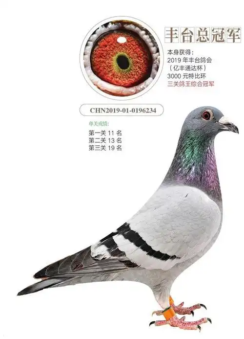 北京赛鸽强豪石富强和他的三关鸽王总冠军