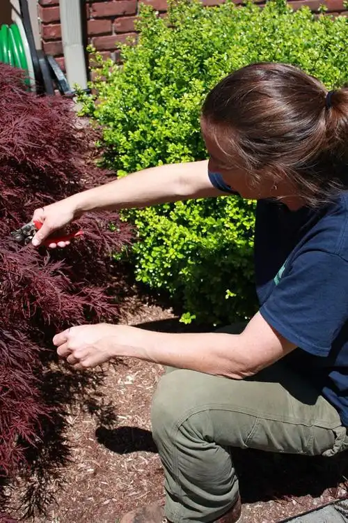 proper fertilizing for your trees & shrubs