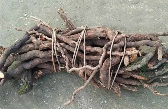 野生猕猴桃根的功效与作用