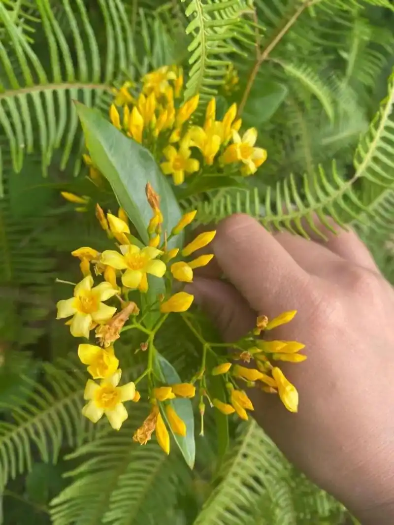 有毒!不能乱吃 断肠草!有毒!不能乱吃